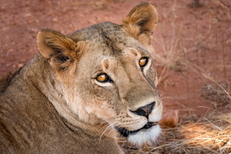 Safari in Africa